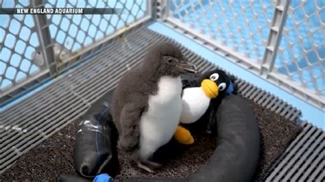 Southern rockhopper penguin chick joins colony on display at New England Aquarium